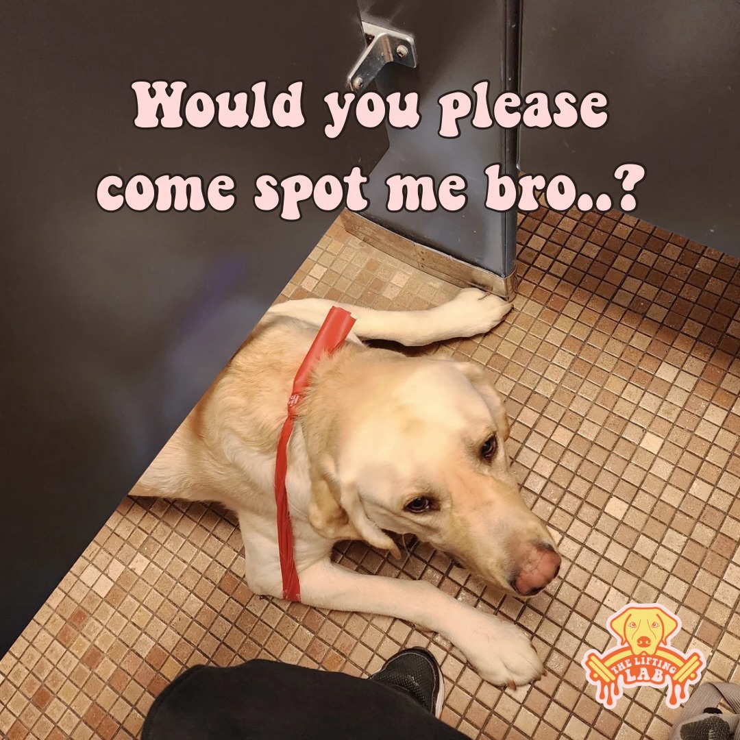 👉👈 the caffeine took us down but our bros can always help lift us up 😂🤷‍♀️ 

Happy #Friendsgiving to all our lovely@the.lifting.lab supporters!! We wanted to share the love and give yall a free guest pass to use this week! All you have to do is share your fave meme from this #mememonday post to your story and tag us! 

Hope yall have the happiest thanksgiving with your loved ones and get a fun Friendsgiving lift in this holiday week! 

#theliftinglab #findlayohio #gymhumor