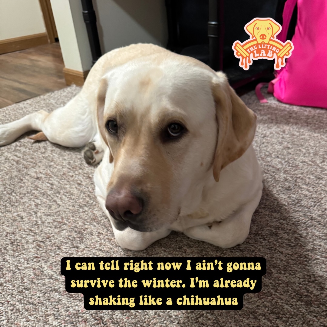 Happy #mememonday yall! We hope you’re staying warm as this cold spell hits us! 🥶

And if you’re not and u want to warm yourself up, come check out The Lifting Lab! Our workouts are sure to make u sweat 🔥

#OskeeApproved #girlgym #findlayoh #gymdog