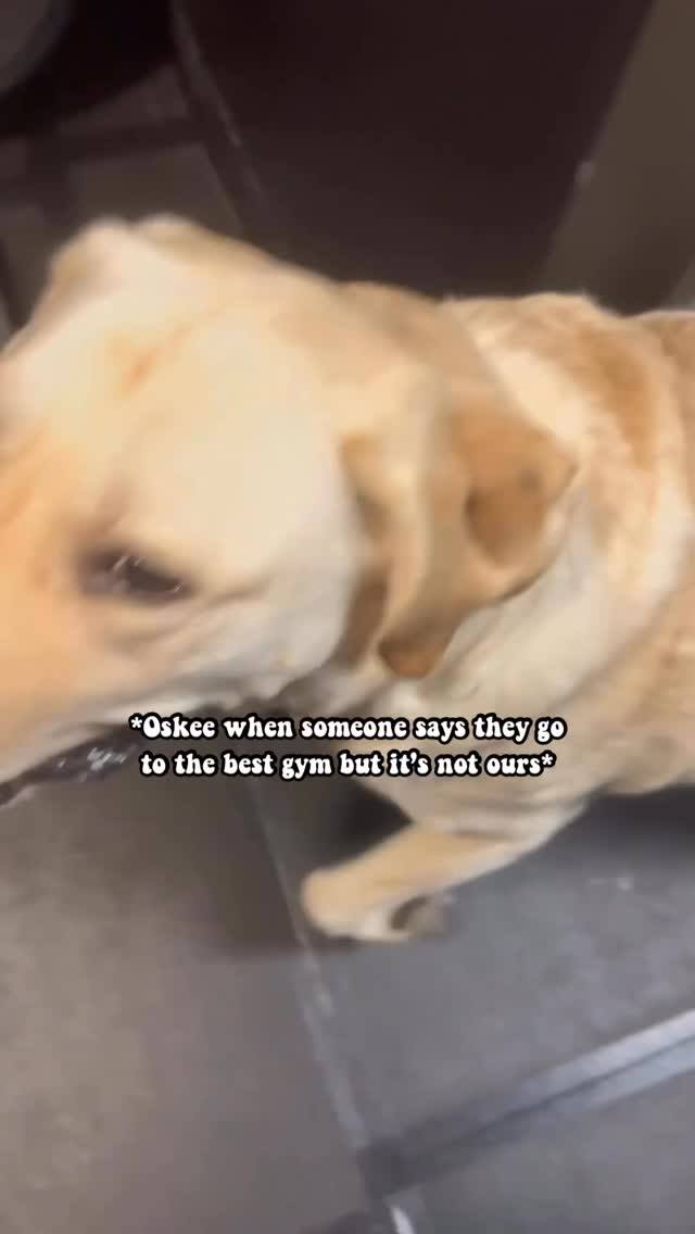 I meannnn he’s not wrong to be upset tho 🤷‍♀️😂💀

#gymdog #gymhumor #theliftinglab #bestgym #funny