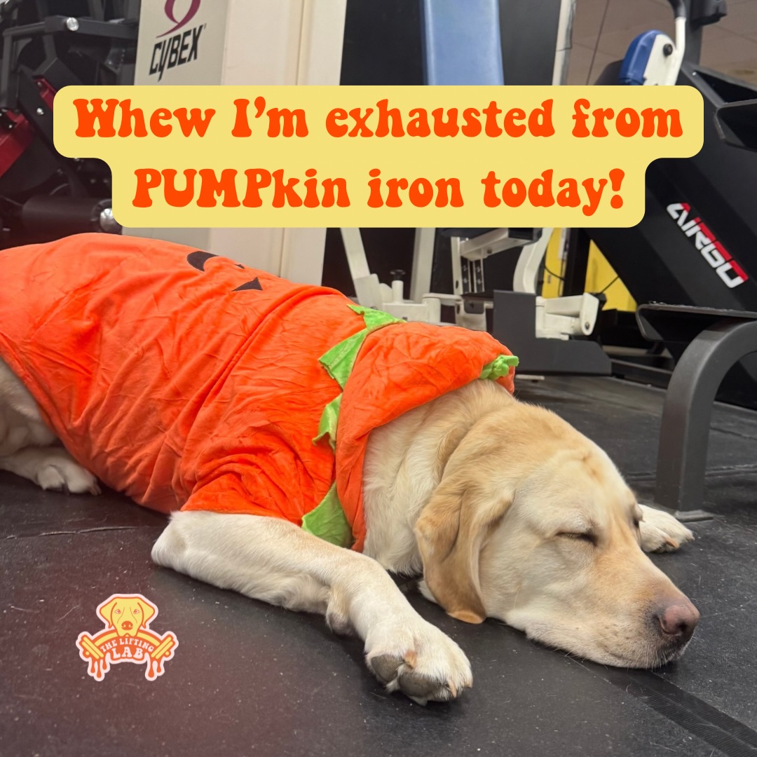 Pumpkin iron is hard. It’s even harder when you can’t do it at The Lifting Lab! 🐶

If you’ve been wanting to join us and come see Oskee in his cute #Halloween costumes 💁‍♀️ (and yes he will be in a different one every day this week lol) come schedule a tour with us! 

And to all our amazing members we are giving each of yall a free guest pass to use this week to workout with your awesome friends! 

#mememonday #pumpkin #findlayohio #downtownfindlay