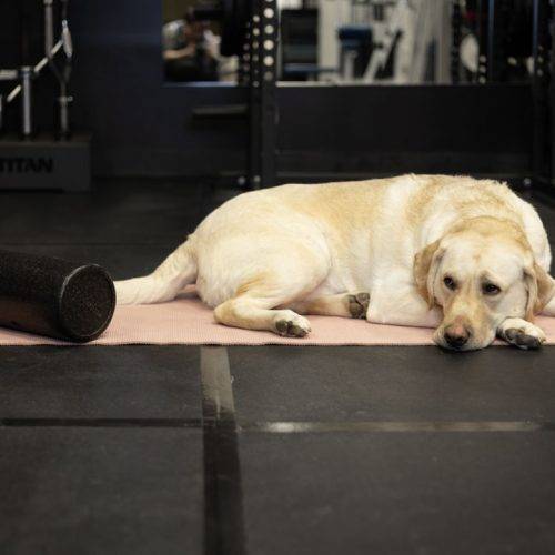 TheLiftingLab.HomePageCarousel-04